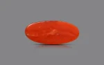 Red Coral - 9.40 Carats - Image 3