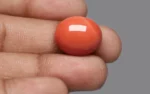 Red Coral - 20.04 Carats - Image 2