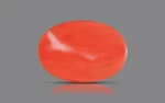 Red Coral - 16.16 Carats - Image 2