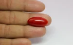 Red Coral - 14.10 Carats - Image 3