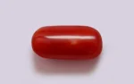 Red Coral - 7.51 Carats - Image 3