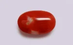 Red Coral - 10.54 Carats - Image 3