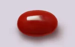 Red Coral - 10.22 Carats