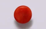 Red Coral 13 MM - 7.45 Carats - Image 3