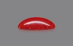 Red Coral - 6.98 Carats - Image 4