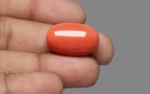 Red Coral - 27.89 Carats - Image 2