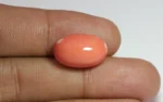 Red Coral - 15.81 Carats - Image 2