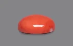 Red Coral 15 MM - 10.36 Carats - Image 4
