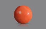 Red Coral 16 MM - 10.52 Carats
