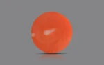 Red Coral 16 MM - 10.52 Carats - Image 3
