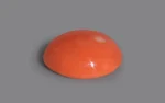 Red Coral 16 MM - 10.52 Carats - Image 4
