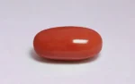 Red Coral - 13.53 Carats - Image 4