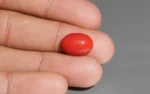 Red Coral - 6.63 Carats - Image 2