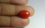 Red Coral 16x12 MM - 6.34 Carats - Image 2