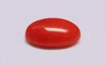 Red Coral - 9.94 Carats - Image 4