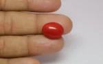 Red Coral - 9.94 Carats - Image 2