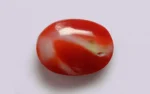 Red Coral - 12.56 Carats - Image 3