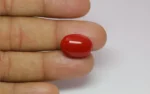 Red Coral - 12.56 Carats - Image 2