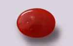 Red Coral - 7.47 Carats - Image 3