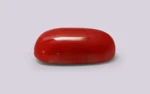Red Coral - 8.49 Carats - Image 4