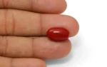 Red Coral - 8.49 Carats - Image 2