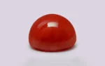 Red Coral 10.5 MM - 5.87 Carats - Image 4
