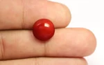 Red Coral 10.5 MM - 5.87 Carats - Image 2