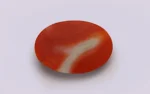 Red Coral - 7.51 Carats - Image 3