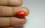 Red Coral - 7.51 Carats - Image 2