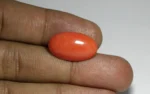 Red Coral - 11.37 Carats - Image 2