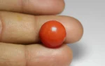 Red Coral - 11.68 Carats - Image 2